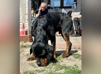 Tyson – Schmusebär im falschen Körper