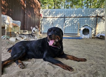 Amando, Rottweiler Rüde sucht eine Familie