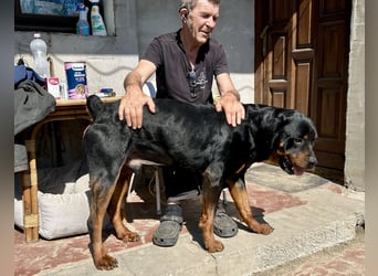 Tyson – Schmusebär im falschen Körper