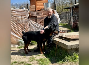 Tyson – Schmusebär im falschen Körper