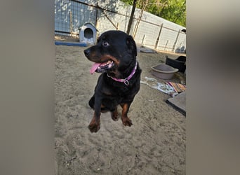 Amando, Rottweiler Rüde sucht eine Familie