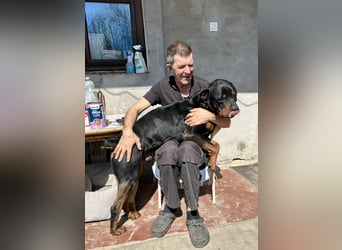 Tyson – Schmusebär im falschen Körper