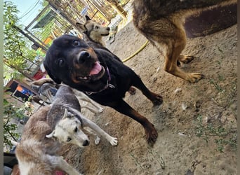 Amando, Rottweiler Rüde sucht eine Familie