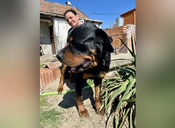 Tyson – Schmusebär im falschen Körper