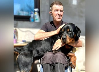 Tyson – Schmusebär im falschen Körper