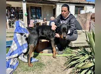 Tyson – Schmusebär im falschen Körper