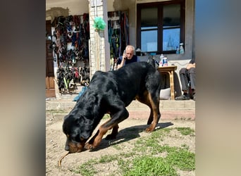 Tyson – Schmusebär im falschen Körper