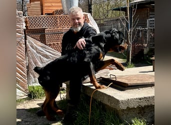 Tyson – Schmusebär im falschen Körper