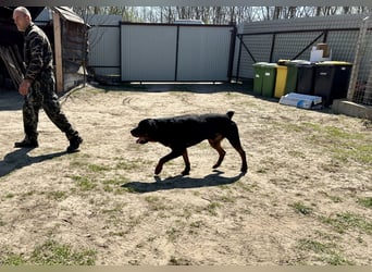 Tyson – Schmusebär im falschen Körper