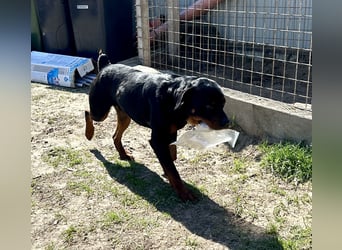 Tyson – Schmusebär im falschen Körper