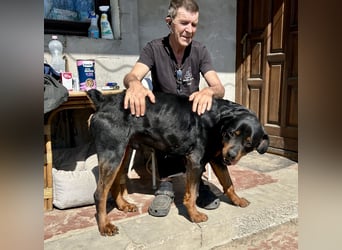 Tyson – Schmusebär im falschen Körper