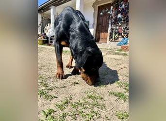 Tyson – Schmusebär im falschen Körper