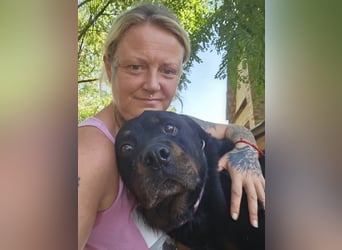 Amando, Rottweiler Rüde sucht eine Familie