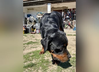 Tyson – Schmusebär im falschen Körper