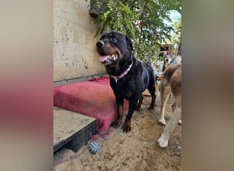 Amando, Rottweiler Rüde sucht eine Familie