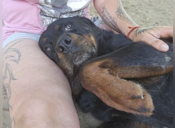 Amando, Rottweiler Rüde sucht eine Familie