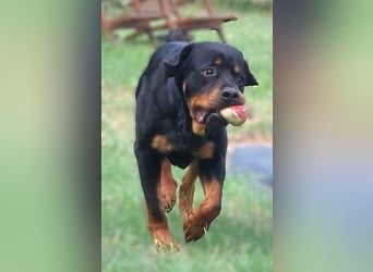 Tyson – Schmusebär im falschen Körper