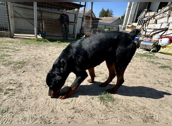 Tyson – Schmusebär im falschen Körper