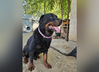 Amando, Rottweiler Rüde sucht eine Familie