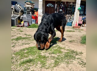 Tyson – Schmusebär im falschen Körper
