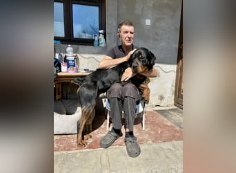 Tyson – Schmusebär im falschen Körper