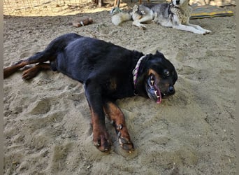 Amando, Rottweiler Rüde sucht eine Familie