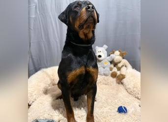 RUSTY (Rotring) -Wunderschöner Rottweiler Bub sucht sein Happy End!