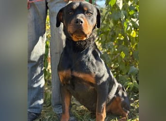 RUSTY (Rotring) -Wunderschöner Rottweiler Bub sucht sein Happy End!
