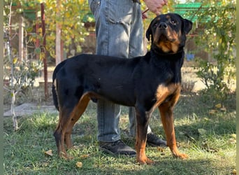 ROCKY - Wunderschöner Rottweiler Bub sucht sein Happy End