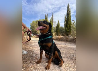 Tapfere NENA-liebevoll, sanft, zutraulich, verschmust sucht endlich Geborgenheit