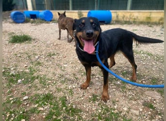 Tapfere NENA-liebevoll, sanft, zutraulich, verschmust sucht endlich Geborgenheit