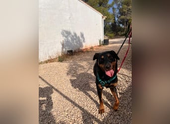 Tapfere NENA-liebevoll, sanft, zutraulich, verschmust sucht endlich Geborgenheit