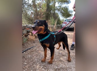 Tapfere NENA-liebevoll, sanft, zutraulich, verschmust sucht endlich Geborgenheit