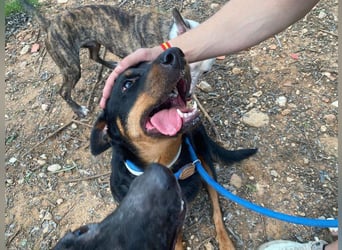 Tapfere NENA-liebevoll, sanft, zutraulich, verschmust sucht endlich Geborgenheit