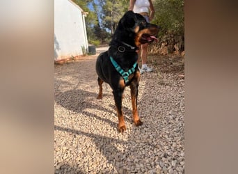 Tapfere NENA-liebevoll, sanft, zutraulich, verschmust sucht endlich Geborgenheit