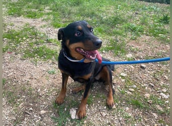 Tapfere NENA-liebevoll, sanft, zutraulich, verschmust sucht endlich Geborgenheit