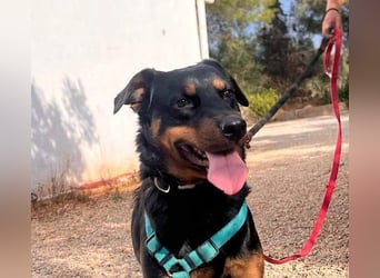 Tapfere NENA-liebevoll, sanft, zutraulich, verschmust sucht endlich Geborgenheit