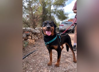 Tapfere NENA-liebevoll, sanft, zutraulich, verschmust sucht endlich Geborgenheit