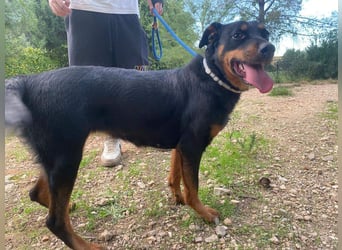 Tapfere NENA-liebevoll, sanft, zutraulich, verschmust sucht endlich Geborgenheit