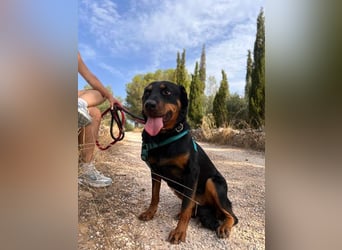 Tapfere NENA-liebevoll, sanft, zutraulich, verschmust sucht endlich Geborgenheit