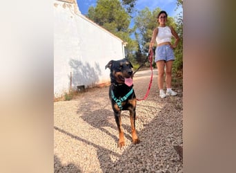 Tapfere NENA-liebevoll, sanft, zutraulich, verschmust sucht endlich Geborgenheit