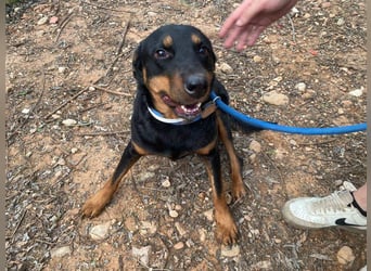 Tapfere NENA-liebevoll, sanft, zutraulich, verschmust sucht endlich Geborgenheit