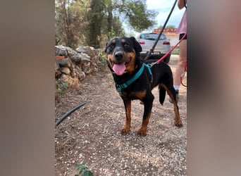 Tapfere NENA-liebevoll, sanft, zutraulich, verschmust sucht endlich Geborgenheit