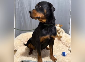 RUSTY (Rotring) -Wunderschöner Rottweiler Bub sucht sein Happy End!