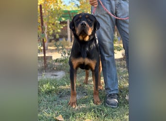 ROCKY - Wunderschöner Rottweiler Bub sucht sein Happy End