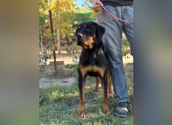 ROCKY - Wunderschöner Rottweiler Bub sucht sein Happy End
