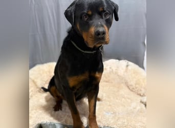 RUSTY (Rotring) -Wunderschöner Rottweiler Bub sucht sein Happy End!
