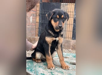 Jumbo ❤️ lieb, sozial & so verschmust!