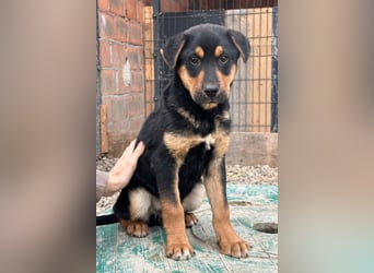 Jumbo ❤️ lieb, sozial & so verschmust!