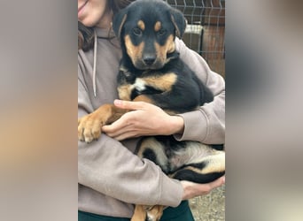 Jumbo ❤️ lieb, sozial & so verschmust!